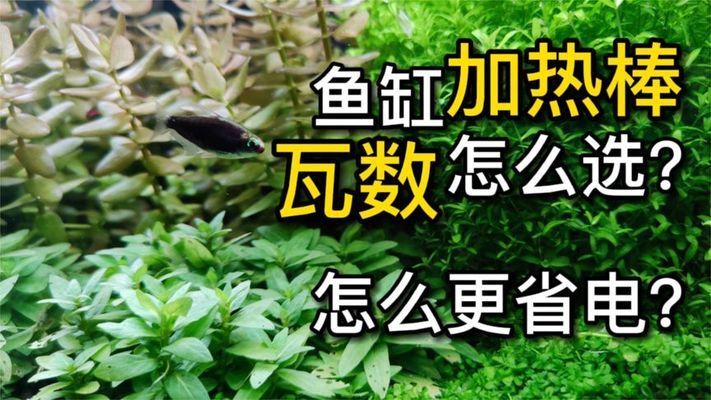 如何選擇合適的魚缸加熱器：選擇合適的魚缸加熱器 魚缸百科 第3張