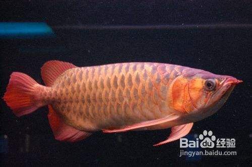 觀賞魚(yú)疾病預(yù)防常見(jiàn)方法：觀賞魚(yú)水質(zhì)監(jiān)測(cè)工具推薦