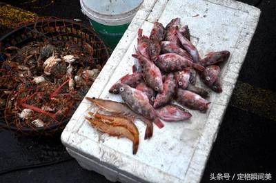 觀賞魚淡季營(yíng)銷策略：淡季期間觀賞魚營(yíng)銷策略 觀賞魚百科 第3張