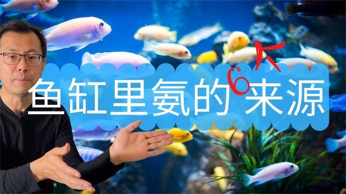 如何控制魚缸內(nèi)氨含量：魚缸內(nèi)氨的含量對水族生物的健康至關(guān)重要 魚缸百科 第2張