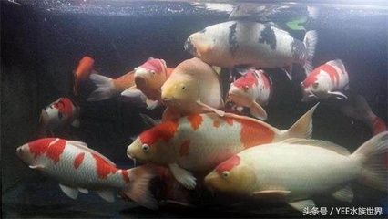 如何控制魚缸內(nèi)氨含量：魚缸內(nèi)氨的含量對水族生物的健康至關(guān)重要 魚缸百科 第5張