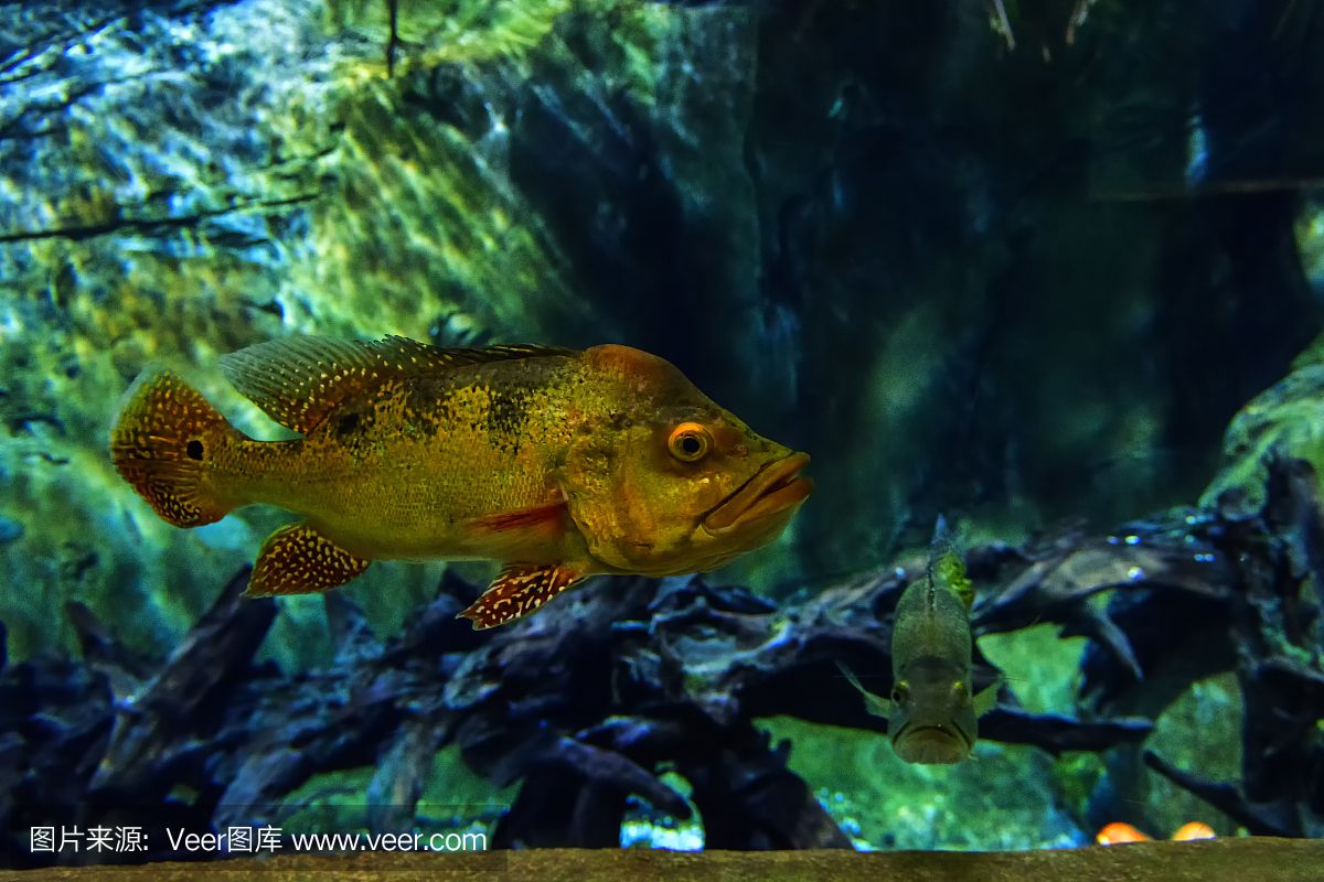 水族館埃及魚飼養(yǎng)技巧：埃及神仙魚的飼養(yǎng)技巧