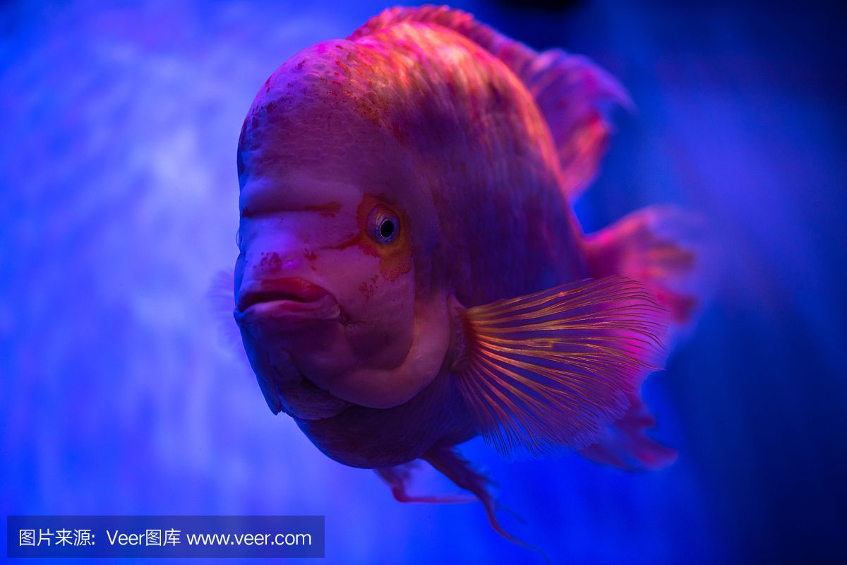 水族館埃及魚(yú)飼養(yǎng)技巧：埃及神仙魚(yú)的飼養(yǎng)技巧 水族館百科（水族館加盟） 第4張