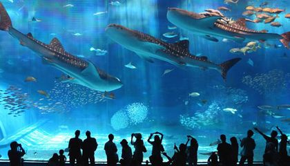 水族館發(fā)展前景：中國水族館行業(yè)發(fā)展趨勢分析 水族館百科（水族館加盟） 第2張