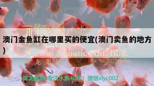 澳門魚缸批發(fā)市場：澳門金魚缸在哪里批發(fā)市場有賣 全國觀賞魚市場 第5張