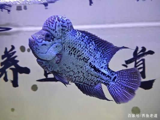 古典龍魚能長多大：如何通過觀察龍魚的行為和生理變化來判斷其成長狀況？ 水族問答 第1張