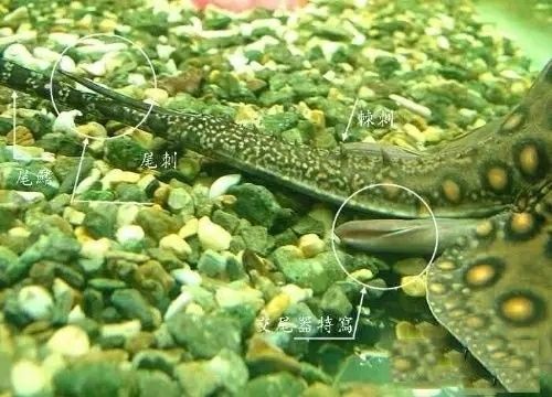 BD魟魚(yú)性別辨別的常見(jiàn)誤區(qū)：bd魟魚(yú)性別辨別的常見(jiàn)誤區(qū) 魟魚(yú)百科 第3張