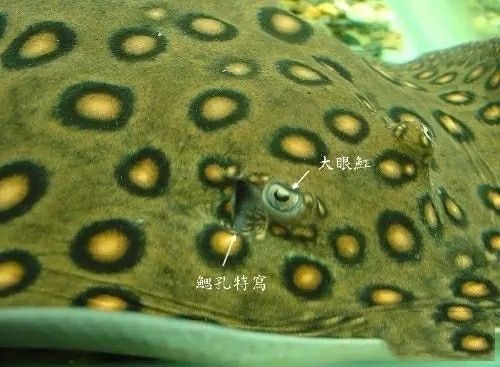 BD魟魚(yú)性別辨別的常見(jiàn)誤區(qū)：bd魟魚(yú)性別辨別的常見(jiàn)誤區(qū) 魟魚(yú)百科 第4張