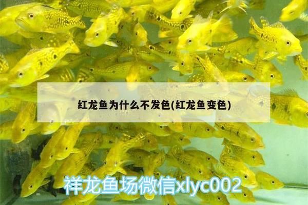 紅龍魚40公分不紅：紅龍魚40公分不紅怎么辦 紅龍魚百科 第2張