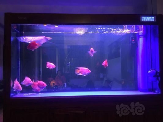 水族館推薦黑金魟魚飼料：黑金魟魚自制飼料品牌對比黑金魟魚雜食性飼料推薦 魟魚百科 第5張