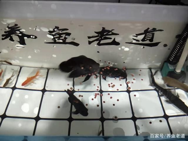 古典龍魚是什么品種：淡水觀賞魚中的受歡迎品種古典龍魚是什么品種 水族問答 第1張