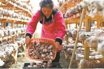 梅州水族批發(fā)市場：梅州水族批發(fā)市場在哪里進(jìn)貨 全國觀賞魚市場 第2張