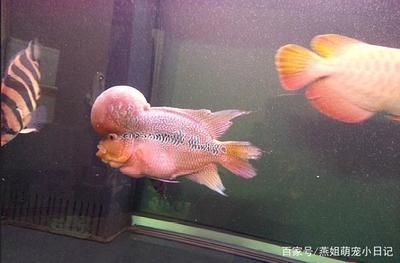 龍魚和羅漢混養(yǎng)成功：龍魚和羅漢混養(yǎng)的成功與否取決于多種因素