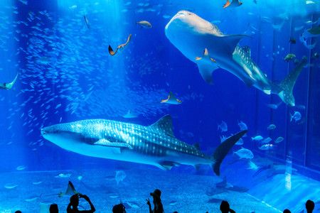 水族館百科：《水族館百科》 水族館百科（水族館加盟） 第3張