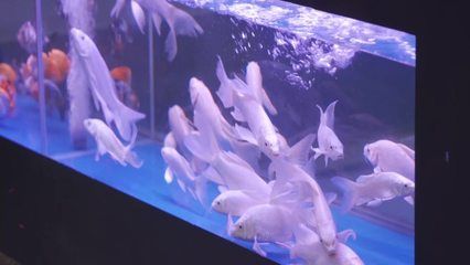 水族館百科：《水族館百科》 水族館百科（水族館加盟） 第2張