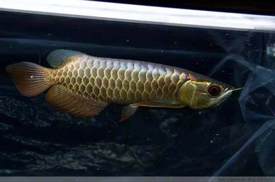 過背金龍魚成長過程圖片高清：過背金龍魚的成長過程 金龍魚百科 第5張