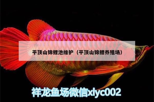 黑帝王魟魚適宜的養(yǎng)殖密度是多少：黑帝王魟魚養(yǎng)殖密度對比黑帝王魟魚養(yǎng)殖密度對比 魟魚百科 第3張