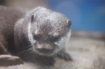 水族館門(mén)票圖片真實(shí)：關(guān)于水族館門(mén)票圖片的真實(shí)性問(wèn)題 水族館百科（水族館加盟） 第3張