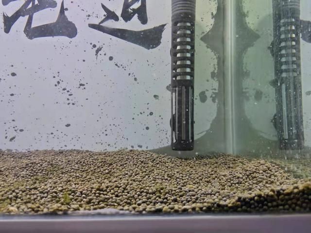 觀賞魚繁殖飼料添加劑效果：觀賞魚飼料添加劑在觀賞魚繁殖中具有顯著的效果的效果