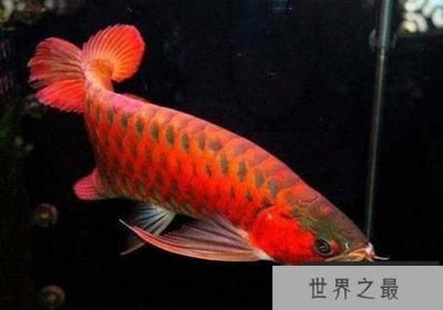 紅龍魚觀賞魚怎么養(yǎng)活：養(yǎng)殖紅龍魚的詳細方法 紅龍魚百科 第4張