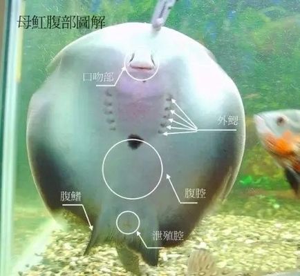 股市金龍魚歷史最高價：股市風云中的傳奇價格 水族問答 第2張