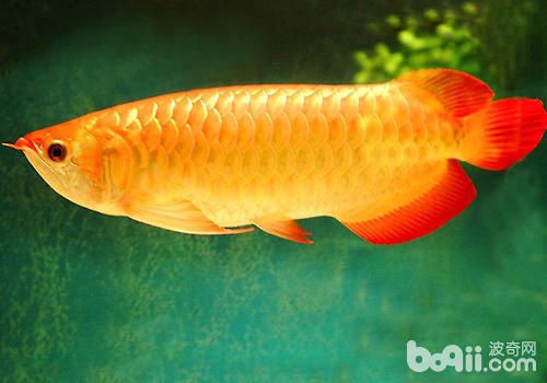 紅龍魚常見病及治療方法：紅龍魚常見病及其治療方法 紅龍魚百科 第3張