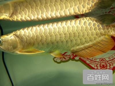 小金頭過背金龍魚圖片欣賞：小金頭過背金龍魚圖片欣賞詳情 金龍魚百科 第4張