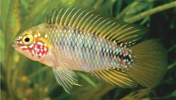 觀賞魚疾病防治的最新研究：關(guān)于觀賞魚疾病的最新研究 觀賞魚百科 第2張