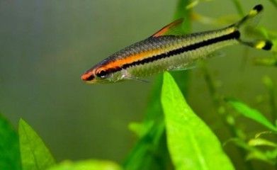 觀賞魚飼料品牌用戶評價：觀賞魚飼料品牌排名 龍魚百科 第2張