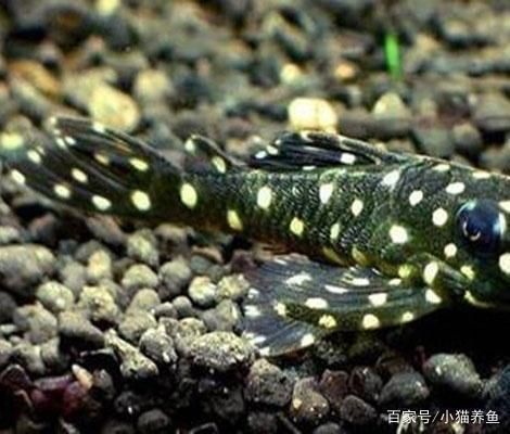 怪物獵人gu破裂龍魚(yú)在哪：怪物獵人gu中破裂龍魚(yú)具體位置在哪里怪物獵人gu中 水族問(wèn)答 第2張