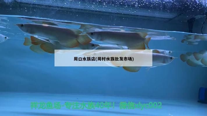 大慶水族批發(fā)市場(chǎng)：大慶水族批發(fā)市場(chǎng)介紹 全國(guó)觀賞魚市場(chǎng) 第7張