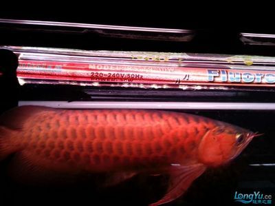 紅龍魚不愛游動怎么辦：紅龍魚不愛游動可能由多種原因引起紅龍魚不愛游動的原因 紅龍魚百科 第2張