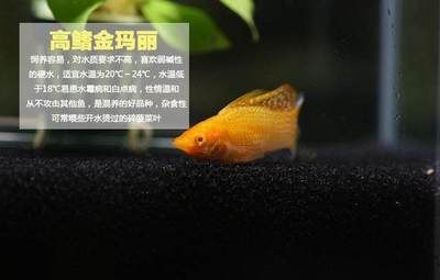 觀賞魚(yú)水質(zhì)管理常見(jiàn)誤區(qū)：關(guān)于觀賞魚(yú)水質(zhì)管理的常見(jiàn)誤區(qū)及其解析 觀賞魚(yú)百科 第5張