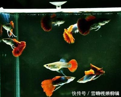 觀賞魚混養(yǎng)疾病預(yù)防方法：如何判斷觀賞魚混養(yǎng)的最佳魚種搭配，觀賞魚混養(yǎng)密度控制技巧 觀賞魚百科 第3張