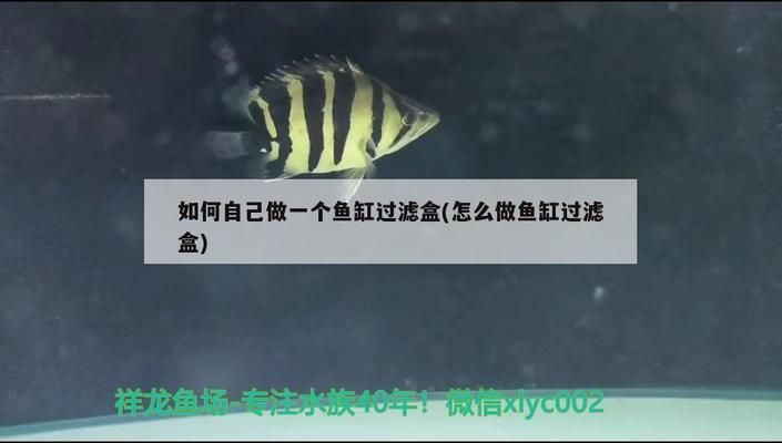 隨州龍魚專賣店：周口哪里有賣魚缸的 全國觀賞魚市場 第4張