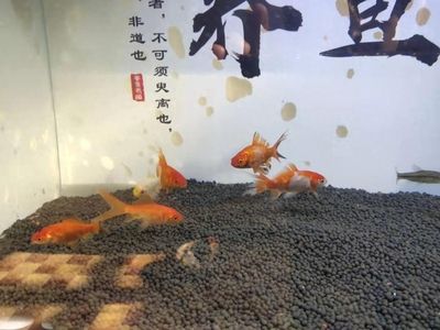 觀賞魚飼料品牌市場份額：全球觀賞魚飼料品牌市場份額 觀賞魚百科 第4張