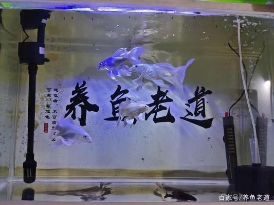 觀賞魚(yú)免疫力提升方法：如何提高觀賞魚(yú)的免疫力 觀賞魚(yú)百科 第5張