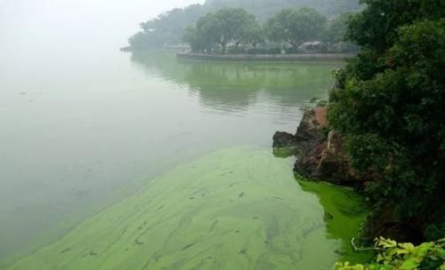 關(guān)于龍魚的傳說和歷史：龍魚是否已經(jīng)滅絕了？ 水族問答 第2張