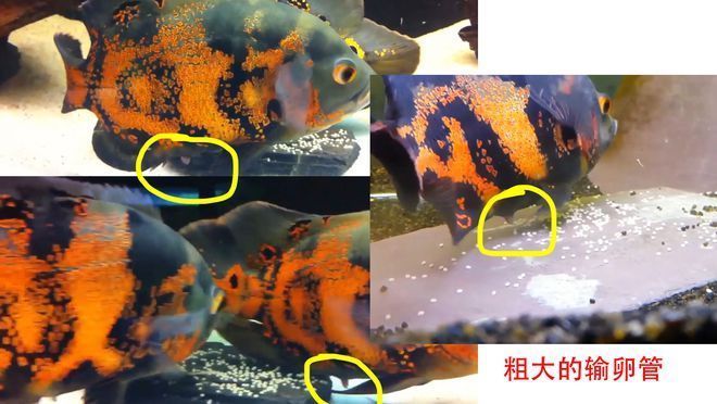 關(guān)于龍魚的電影：《龍魚》影評 水族問答 第1張