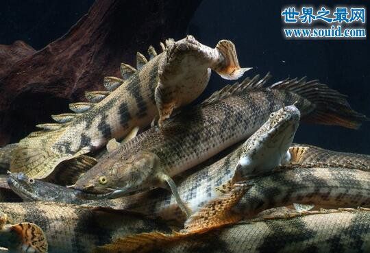 水族館魚類介紹大全魚是背上的是啥動(dòng)物：幾種常見水族館魚類介紹