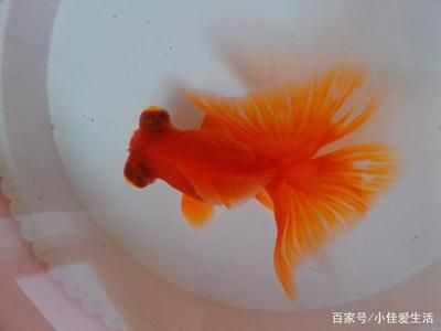 觀賞魚(yú)疾病預(yù)防的日常護(hù)理：觀賞魚(yú)日常護(hù)理方法 觀賞魚(yú)百科 第4張