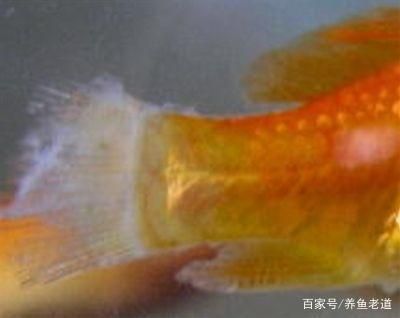 觀賞魚(yú)疾病預(yù)防的日常護(hù)理：觀賞魚(yú)日常護(hù)理方法 觀賞魚(yú)百科 第5張