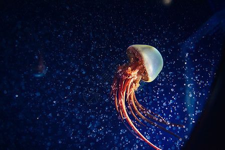 水族館魚缸圖片大全大圖：水族館魚缸圖片大全