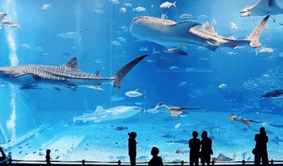 開一家水族館的成本：開設(shè)一家水族館的成本