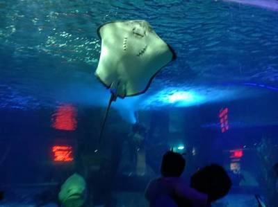 開一家水族館的成本：開設(shè)一家水族館的成本 水族館百科（水族館加盟） 第4張