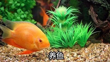 木命的人魚缸放哪個方位好：木命人家居布局宜忌 魚缸百科 第5張