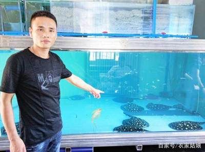 魟魚繁殖環(huán)境布置要點：魟魚繁殖期餌料選擇，如何判斷魟魚性別，幼魚繁殖水質管理方法 魟魚百科 第5張