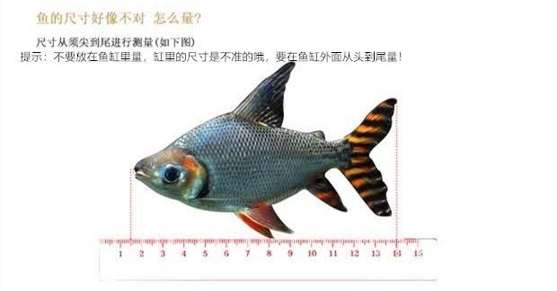 黃化銀龍魚水質(zhì)監(jiān)測新技術(shù)：黃化銀龍魚水質(zhì)監(jiān)測系統(tǒng)的應(yīng)用 龍魚百科 第5張