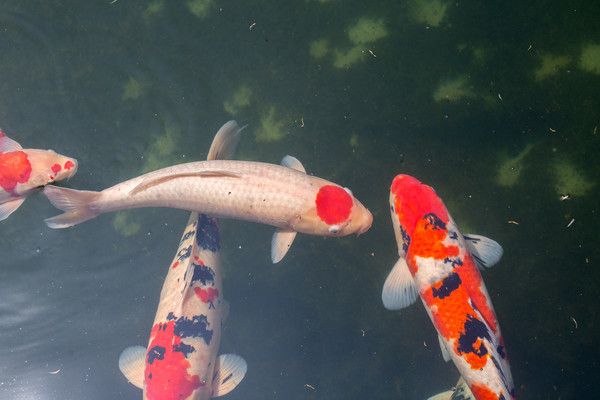 蘇州觀賞魚批發(fā)市場：蘇州觀賞魚市場 全國觀賞魚市場 第3張