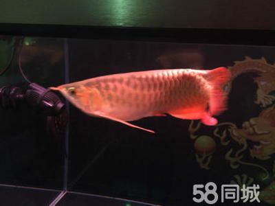 紅龍魚(yú)用了三年6700K側(cè)燈：紅龍魚(yú)光照周期科學(xué)安排6700k側(cè)燈對(duì)龍魚(yú)健康影響